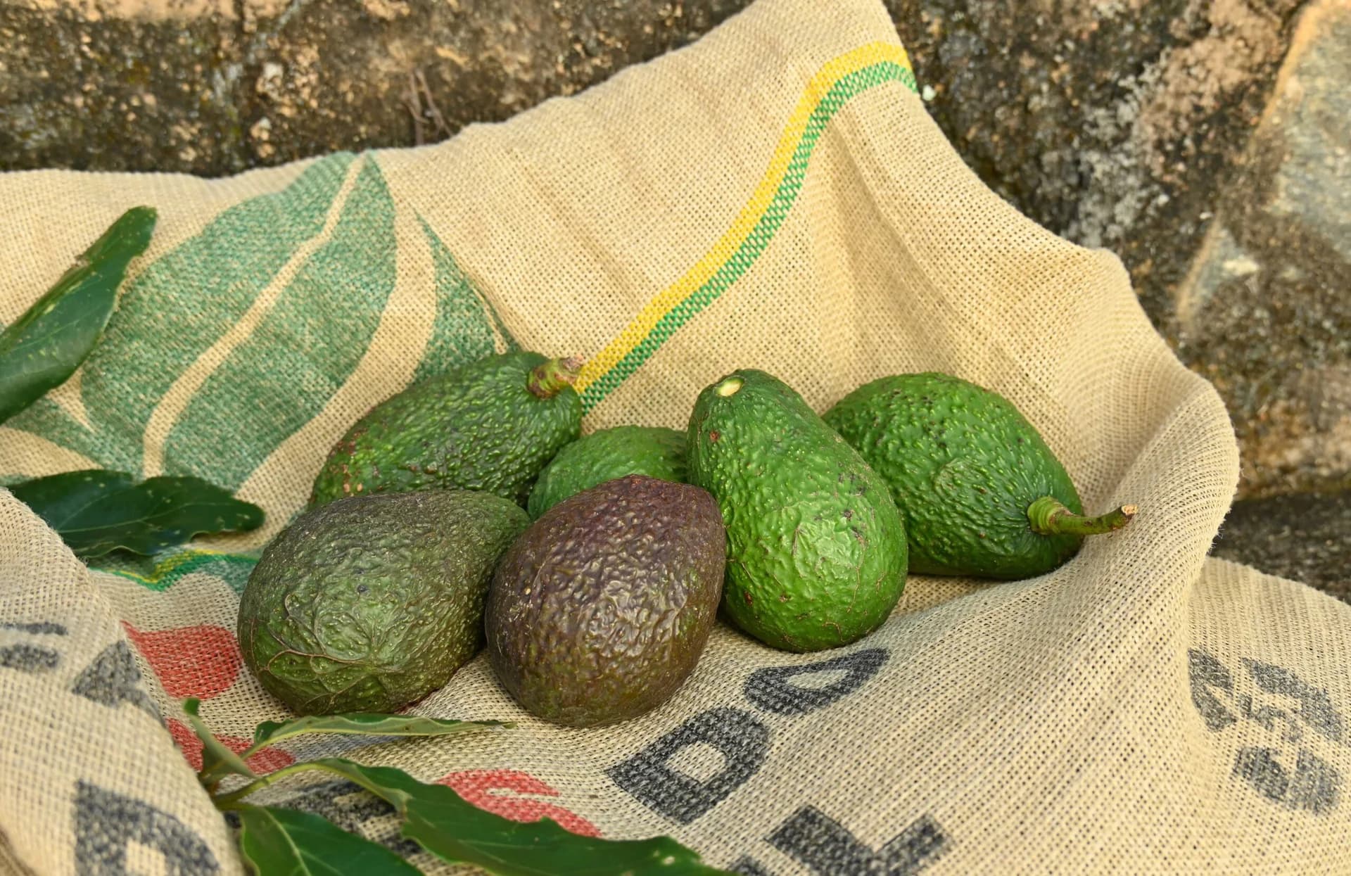 Avocado (por kg)