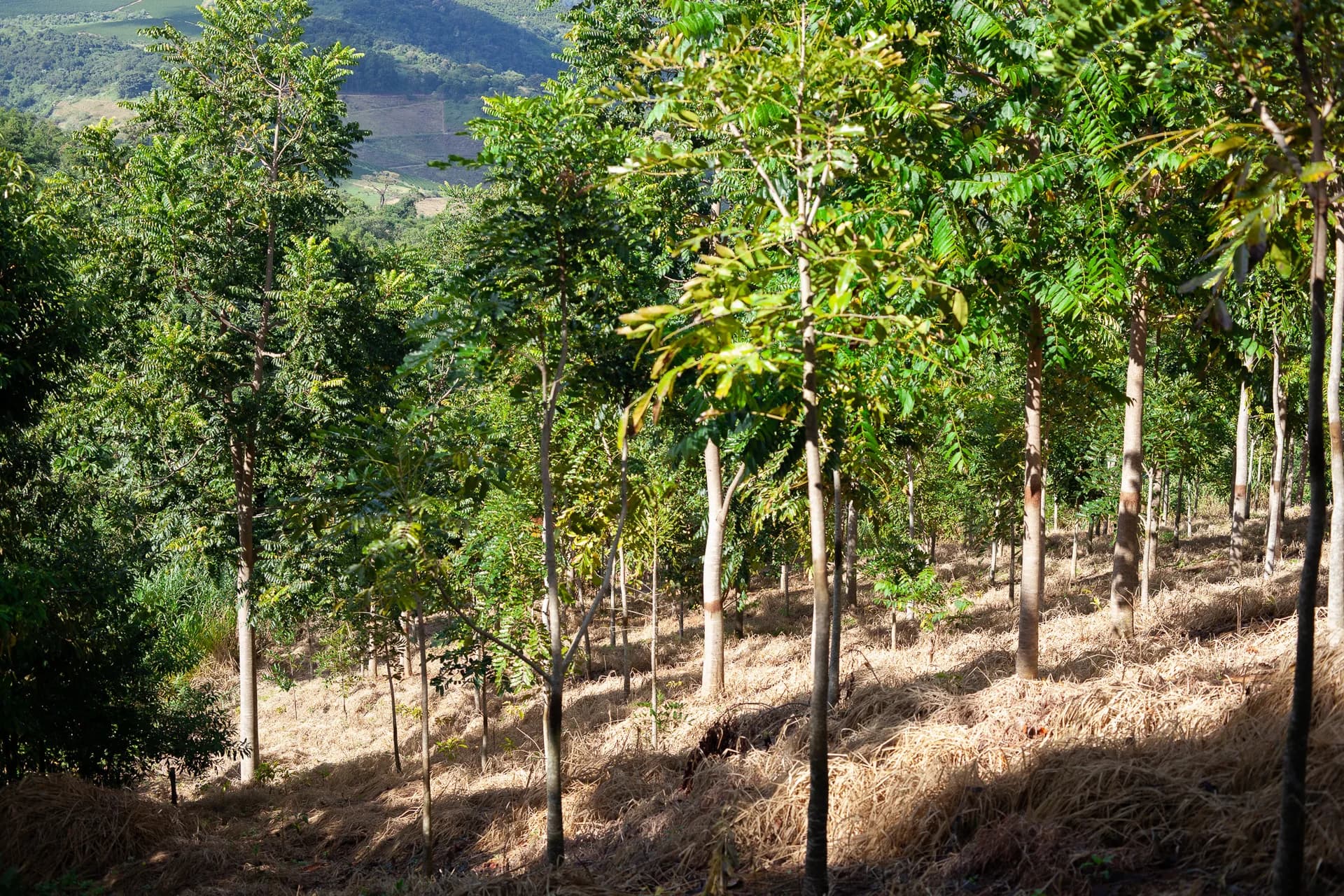 Bosques de Mognos Africanos
