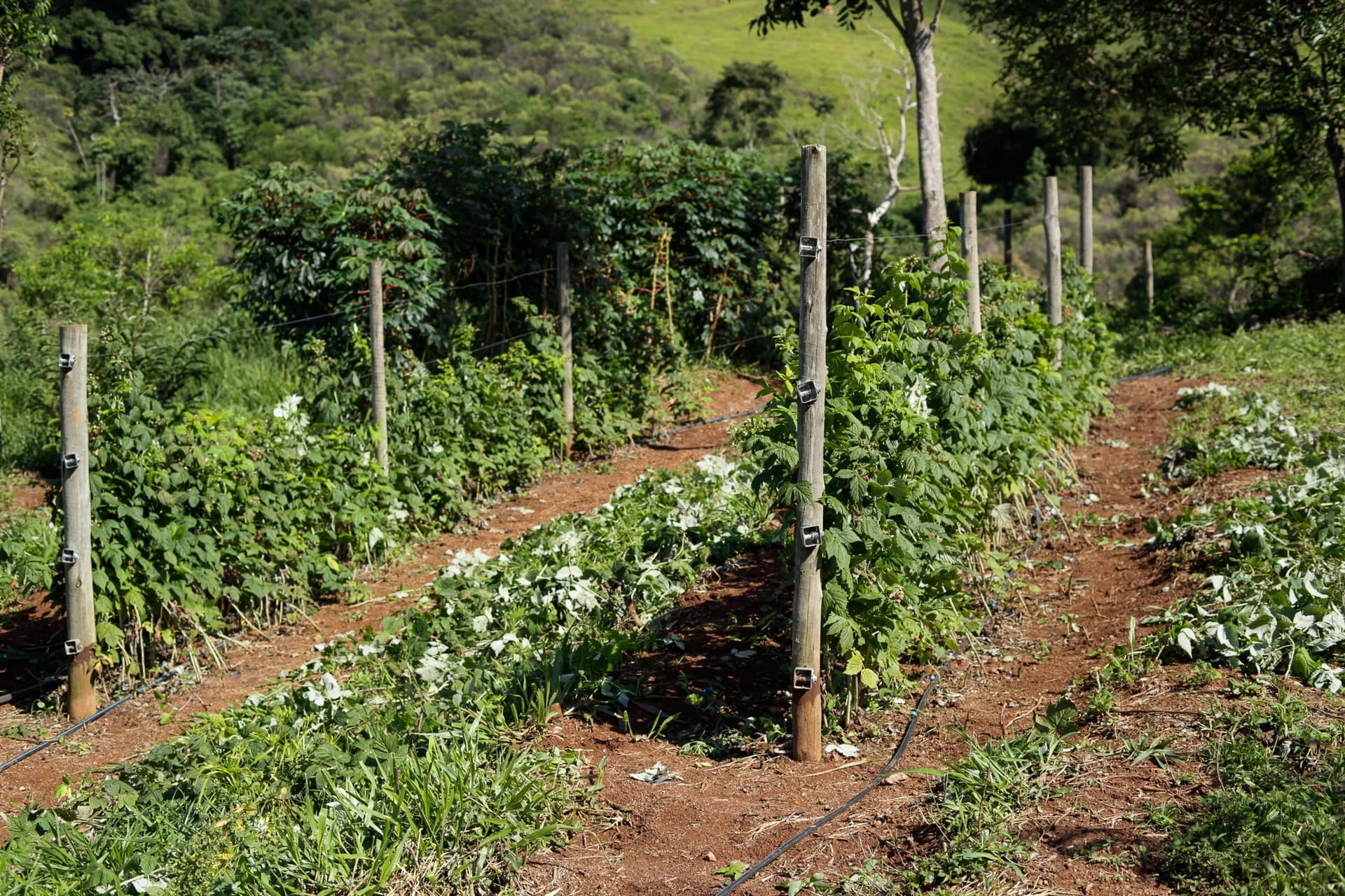 O cultivo de framboeseiras