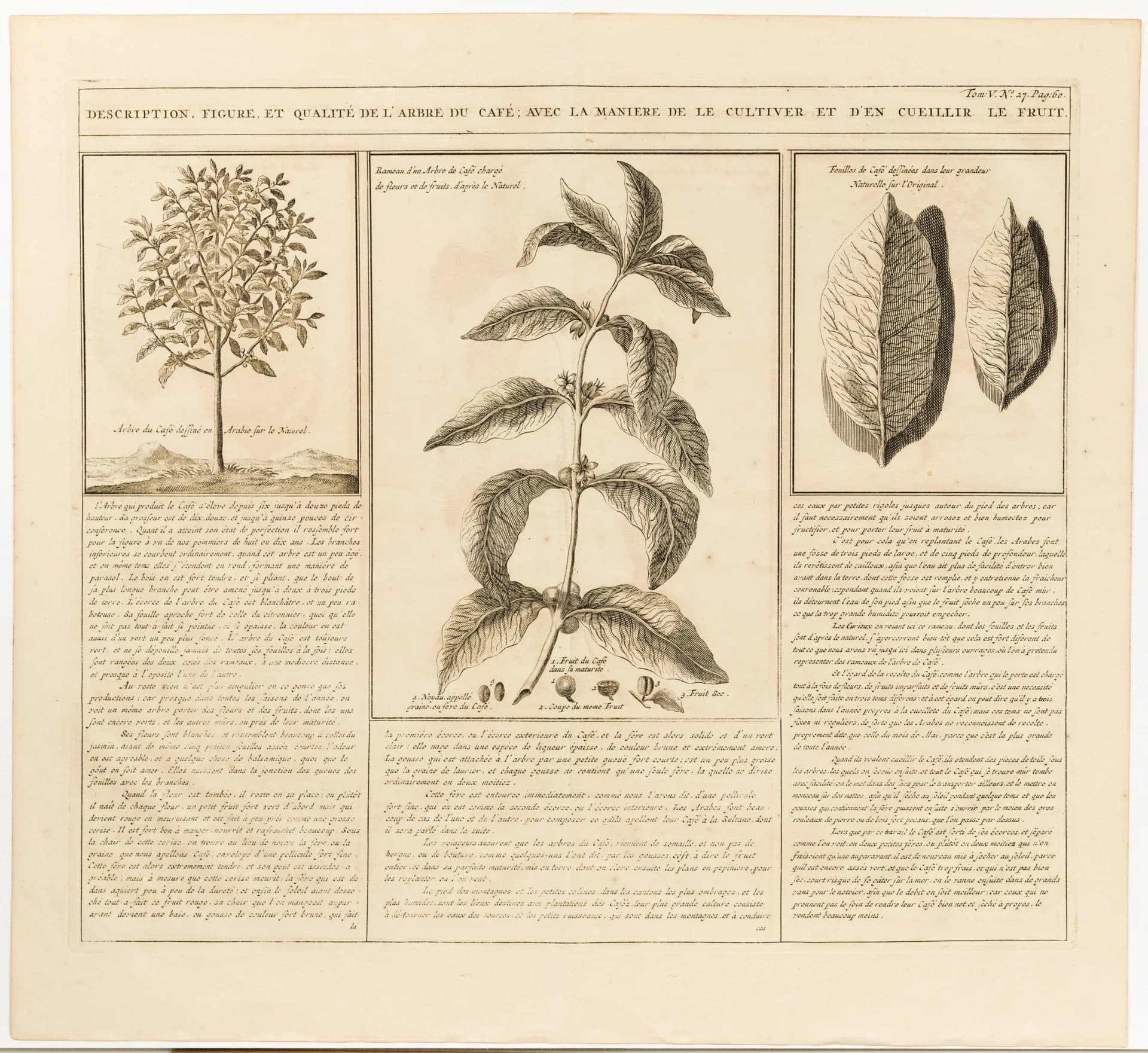 História resumida do Coffea arabica de sua origem ao estabelecimento no Brasil