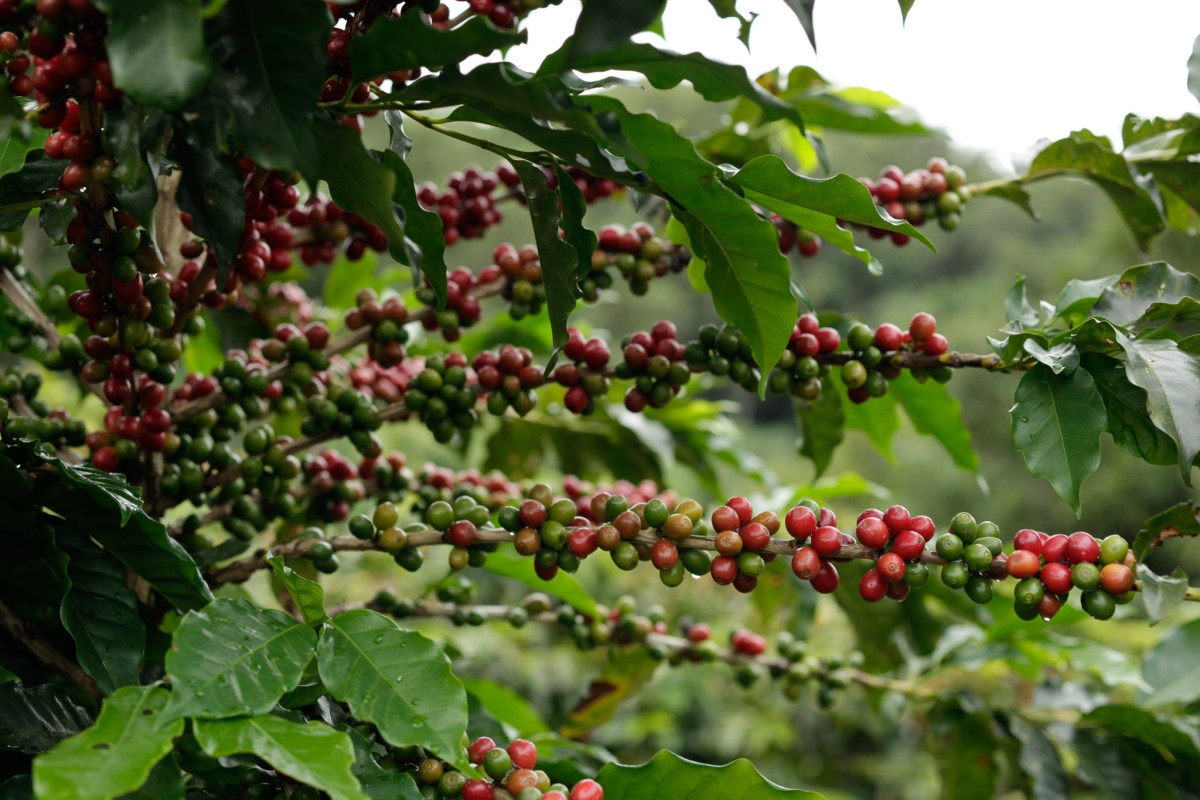 Pomares de café no sítio